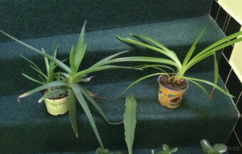 pokojové kytky č.3 - 3