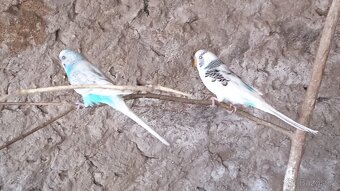 Andulka vlnkovaná - 3