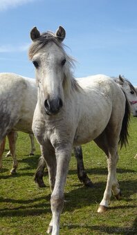 Prodám hřebečka Welsh pony, sekce B s PP. - 3