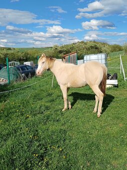 Klisnička Quarter horse 1 rok - 3