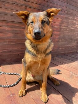 OMAR - cca 14 kg, psík 2 roky - 3