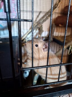 Osmák degu - 3