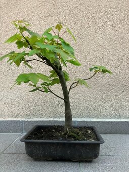Bonsai, Bonsaj, jamadori, javor klen - 3
