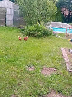 🥚 Prodám domácí vajíčka z volného chovu. - 3