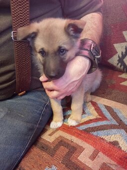 Prodám štěňata německého ovčáka - 3