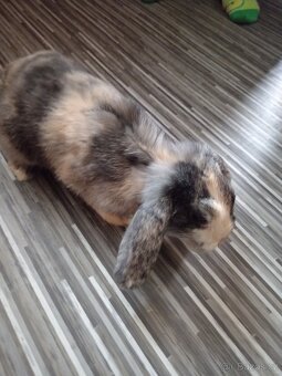 Zakrsle králícci beranci - 3