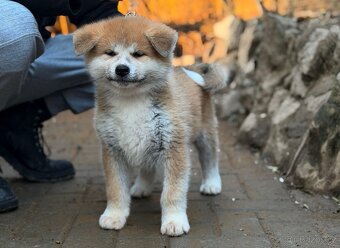 Japonská Akita Inu s PP - 3