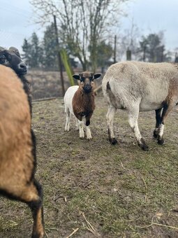 Ovce Kamerunská - jehňátka - 3