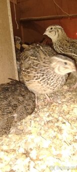 Křepelka japonská - 3