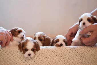 Šteniatka Cavalier King Charles Spaniel - 3