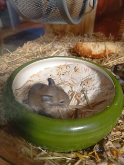 Osmak degu - 3