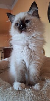 Nádherný Ragdoll kocourek s pp - 3