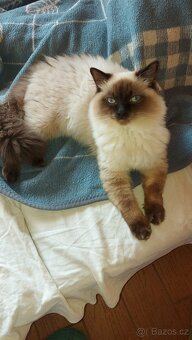 Ragdoll kocur na krytie - 3