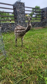 Emu hnědý australský - 3