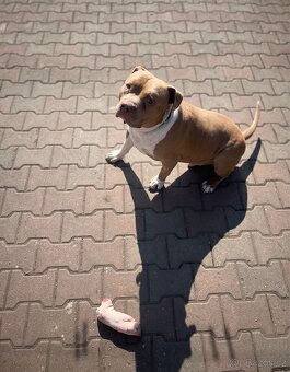 American Bully XL - 3