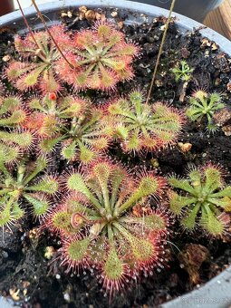 Masožravá rostliny - rosnatka (drosera spatulata) - 3