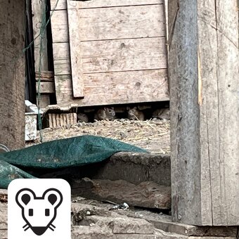 🐀 Deratizace, Dezinsekce, Dezinfekce, Ochrana proti ptactvu - 3