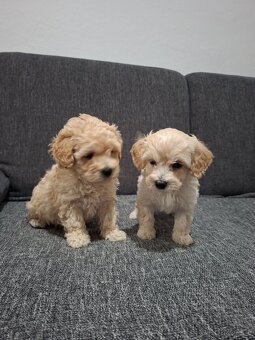 Maltipoo - 3