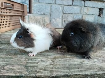 Prodám morčata - 3