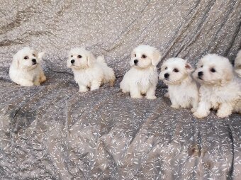 Maltézský psík - 3