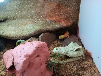 Gekončík noční +terarium - 3