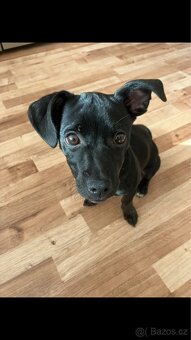 Prodám Jack Russell x Německý pinč - 3