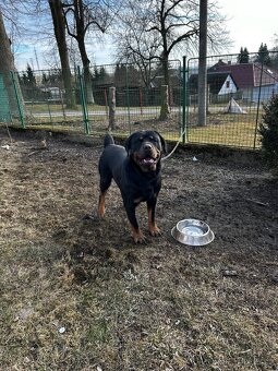 Daruji rotvajlera - 3