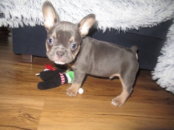 Francouzský buldoček - 3