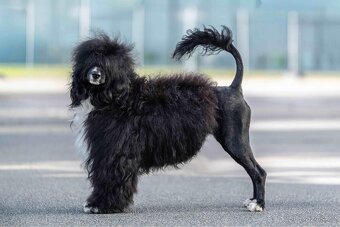 Portugalský vodní pes - 3