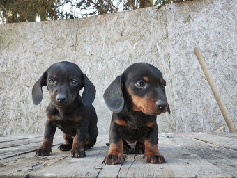 Jezevčík trpasličí - 3