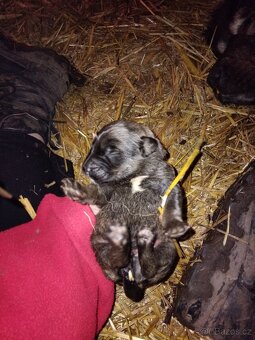 Kavkazský pastevecký pes - 3