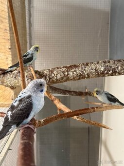 Andulky blackwing - 3