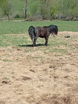 Prodám Mini horse - 3