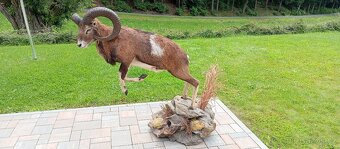 Preparace muflona,trofej, paroží. - 3