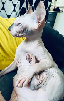Sphynx - 3