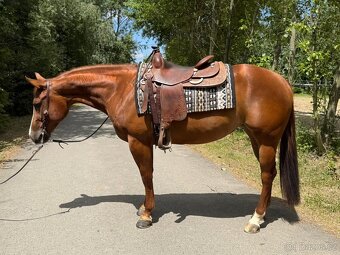 Qh klisna reining - 3