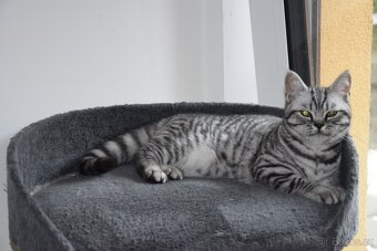 Britské kotě s PP možno dovézt 24.10 do Prahy - 3