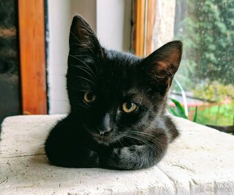 Kotě - kocourek - 3