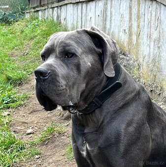 Pes Cane Corso s PP 9 týdnů - 3