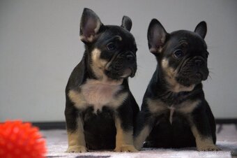 Francouzský buldoček - 3