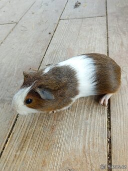 Morčata - samečci. Celý černý po CUY samci. - 3