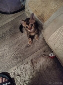 Bengálské koťátka s PP - 3