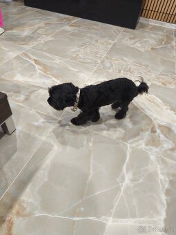 Black Yorkshire terrier - 3