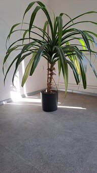 Pandanus - 3