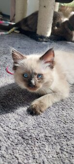 Koťata Ragdoll bez PP ihned k odběru - 3