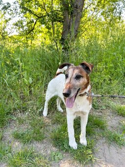 FOX K ADOPCI - přátelský pejsek - 3