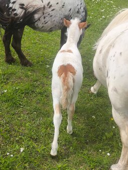 Letošní hřebeček minihorse - PAYASO BLANCO - 3