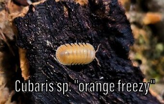 Isopody, mnohonožky, chvostoskoci ŽE, posílám - 3