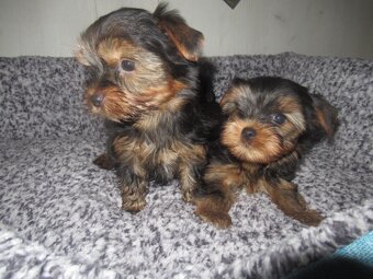 Jorkšírský teriér - 3