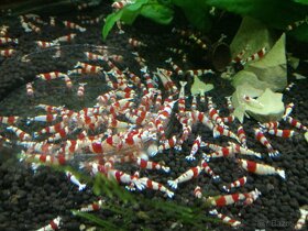 Red Crystal a Black Crystal - 3